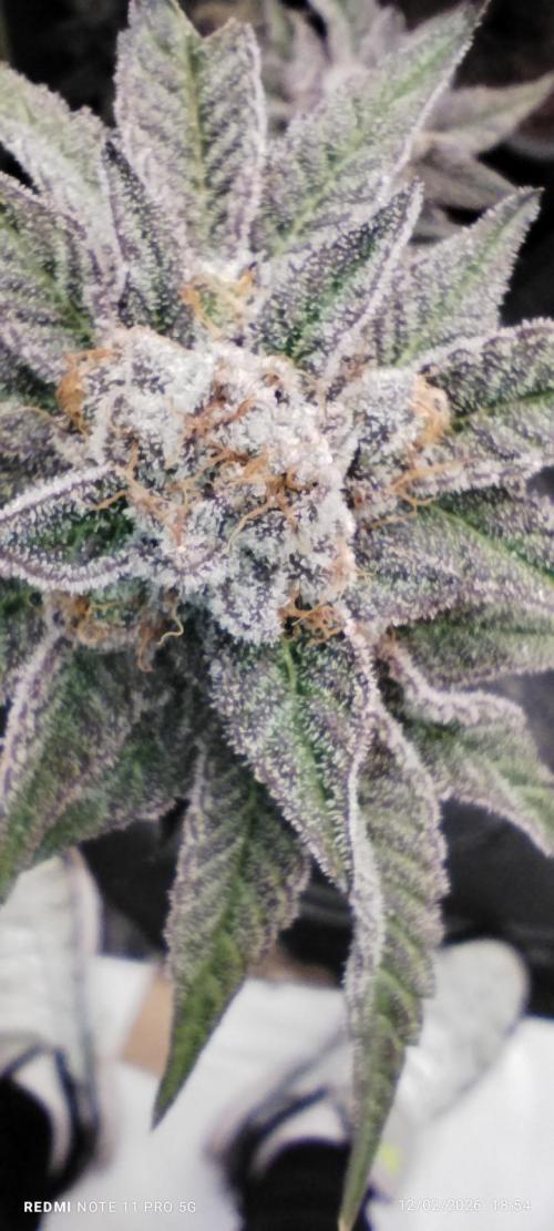 Perfect tree exotique genetix. Week 13