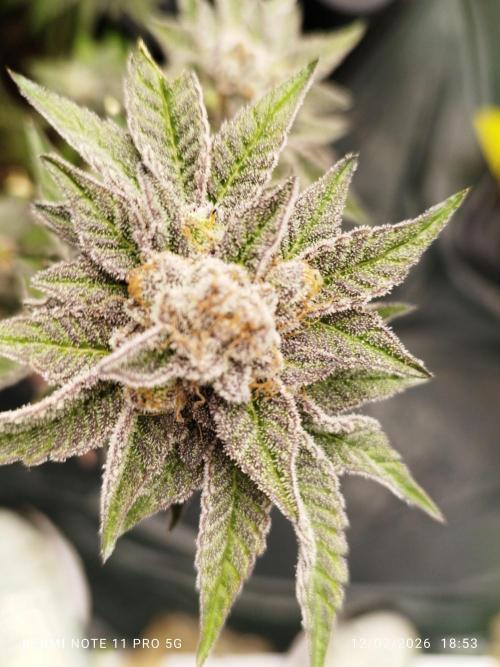 Perfect tree exotique genetix. Week 13