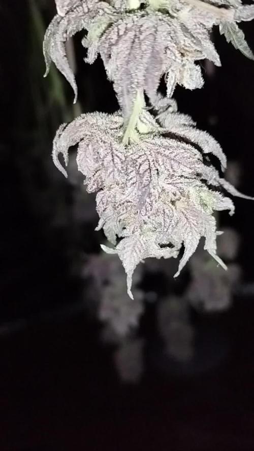 Perfect tree exotique genetix