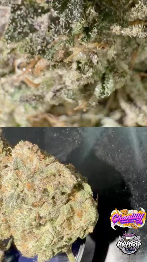 Perfect tree exotique genetix