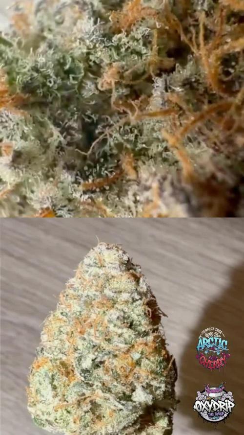 Perfect tree exotique genetix