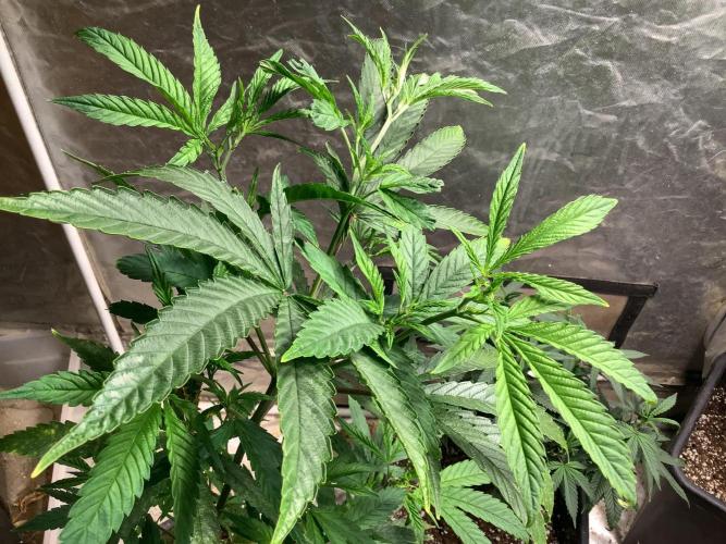 Skunk #1 preservation run by JAHSeeds. Week 2 - Skunk #1 seed run by Just A Handful Seeds