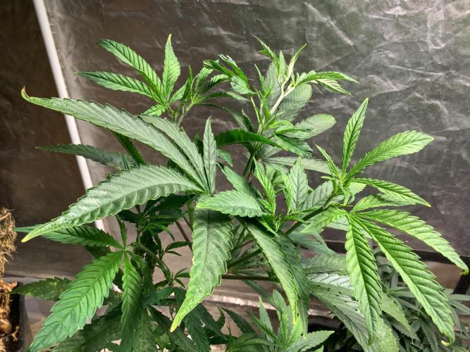 Skunk #1 preservation run by JAHSeeds. Week 2 - Seeing the expressions of these old school IBL is so beautiful 😍