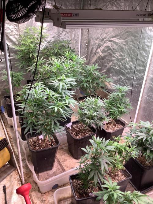 Skunk #1 preservation run by JAHSeeds. Week 3