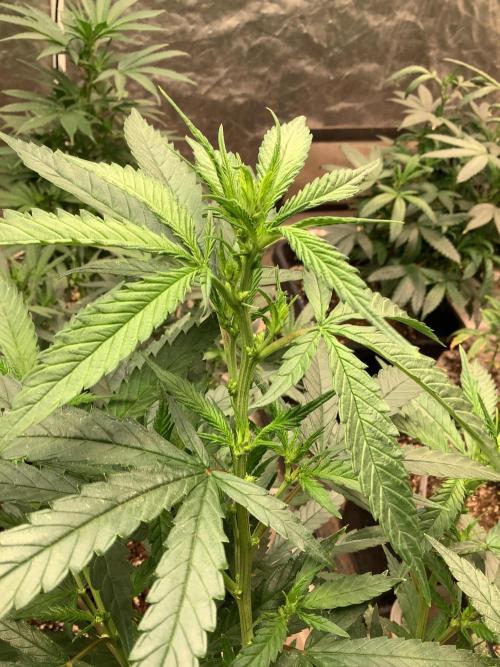 Skunk #1 preservation run by JAHSeeds. Week 3