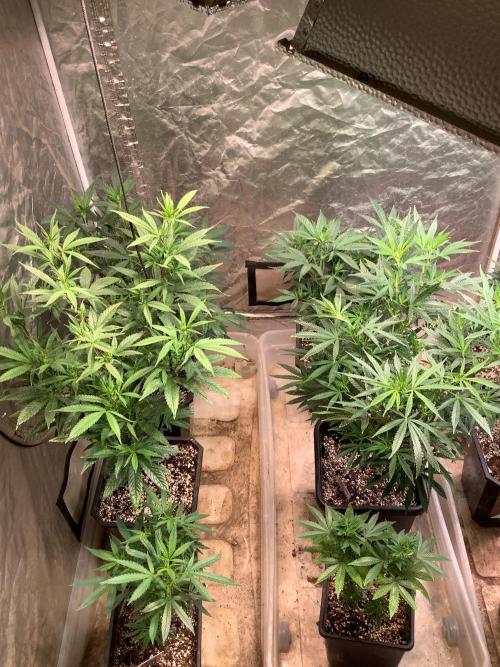 Skunk #1 preservation run by JAHSeeds. Week 3