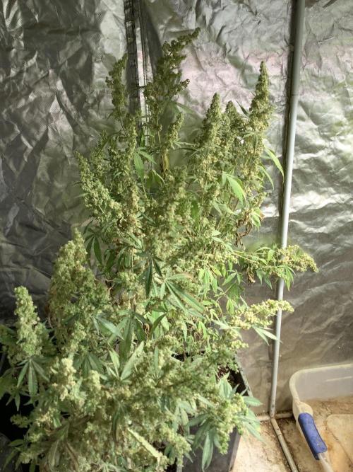 Skunk #1 preservation run by JAHSeeds. Week 4 - JAH Seeds Skunk #1 Preservation Run (from AG Seed Co)