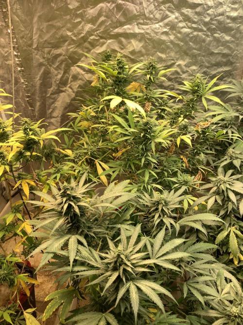 Skunk #1 preservation run by JAHSeeds. Week 4 - Just A Handful Seeds Skunk #1 preservation run from AG Seed Co