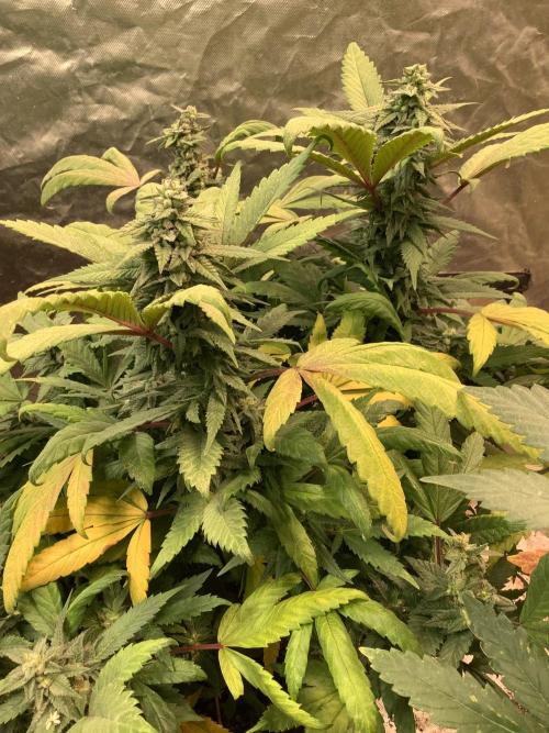 Skunk #1 preservation run by JAHSeeds. Week 5