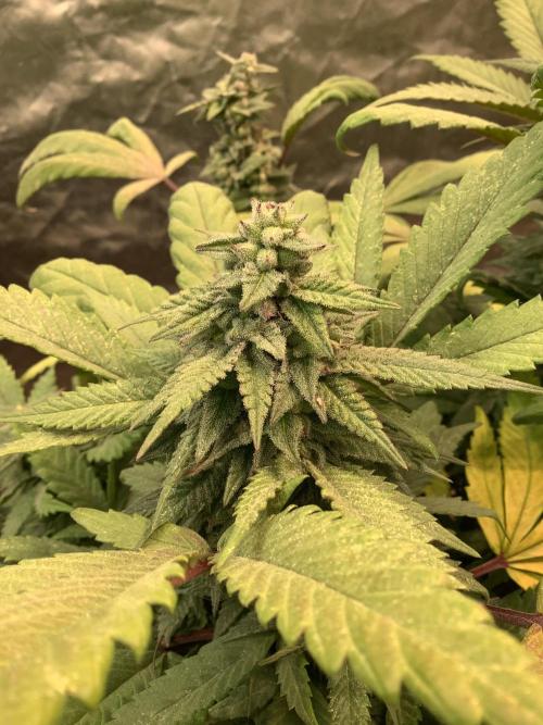 Skunk #1 preservation run by JAHSeeds. Week 5