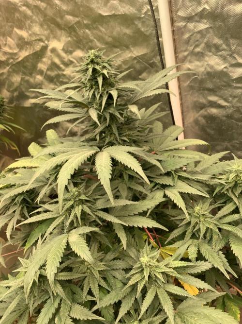 Skunk #1 preservation run by JAHSeeds. Week 5 - C99 Kush
