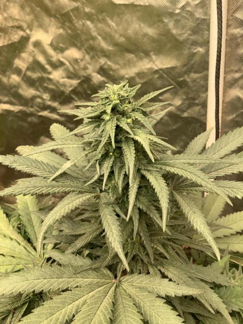 Skunk #1 preservation run by JAHSeeds. Week 5 - Behemoth