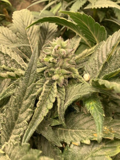Skunk #1 preservation run by JAHSeeds. Week 5 - Dante’s Inferno