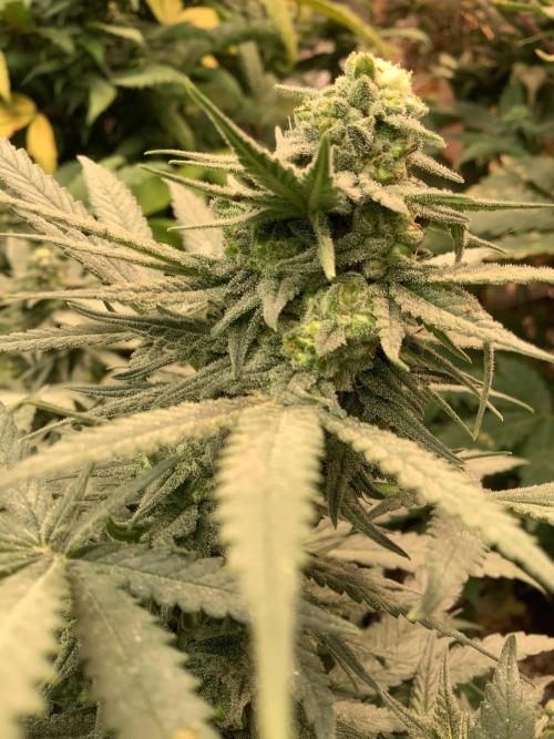 Skunk #1 preservation run by JAHSeeds. Week 5 - C99 IBL