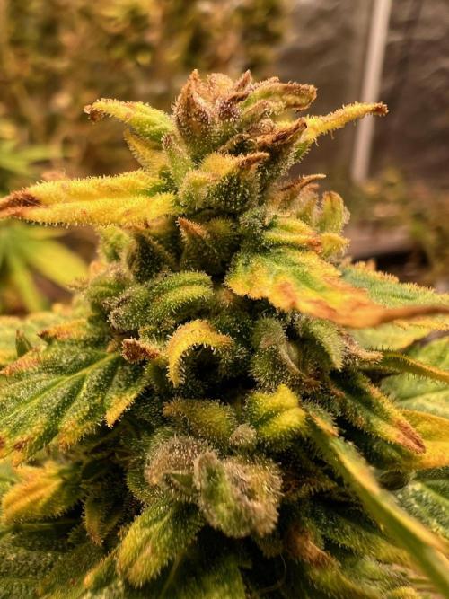Skunk #1 preservation run by JAHSeeds. Week 8 - Skunk # 1 full of seeds for this preservation run from JAH Seeds