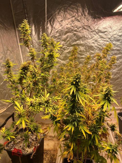 Skunk #1 preservation run by JAHSeeds. Week 8 - Just A Handful Seeds Skunk # 1 from AG Seed Co completed. Appreciate the support