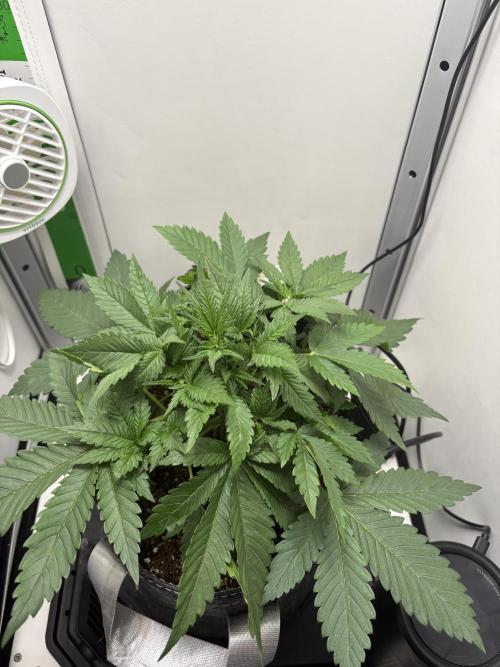 GRAND DADDY PURPLE AUTO. Week 2