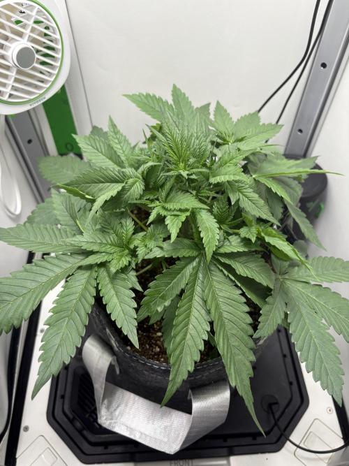 GRAND DADDY PURPLE AUTO. Week 2