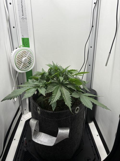 GRAND DADDY PURPLE AUTO. Week 2