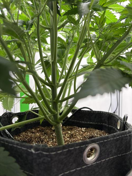 GRAND DADDY PURPLE AUTO. Week 3