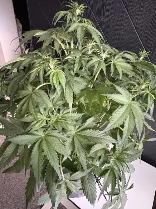 GRAND DADDY PURPLE AUTO. Week 4