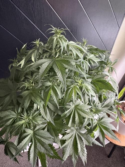 GRAND DADDY PURPLE AUTO. Week 4