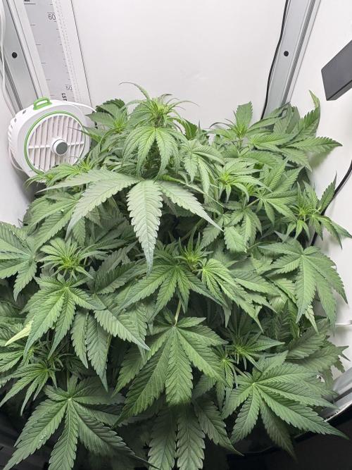 GRAND DADDY PURPLE AUTO. Week 4