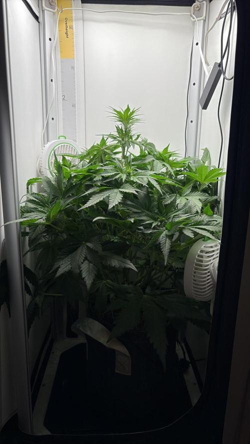 GRAND DADDY PURPLE AUTO. Week 4