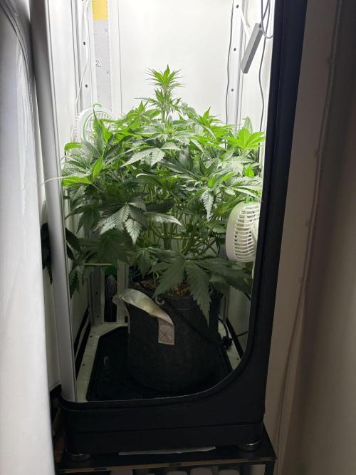 GRAND DADDY PURPLE AUTO. Week 4