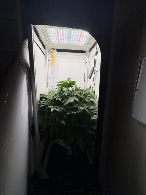 GRAND DADDY PURPLE AUTO. Week 4