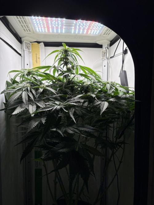 GRAND DADDY PURPLE AUTO. Week 5