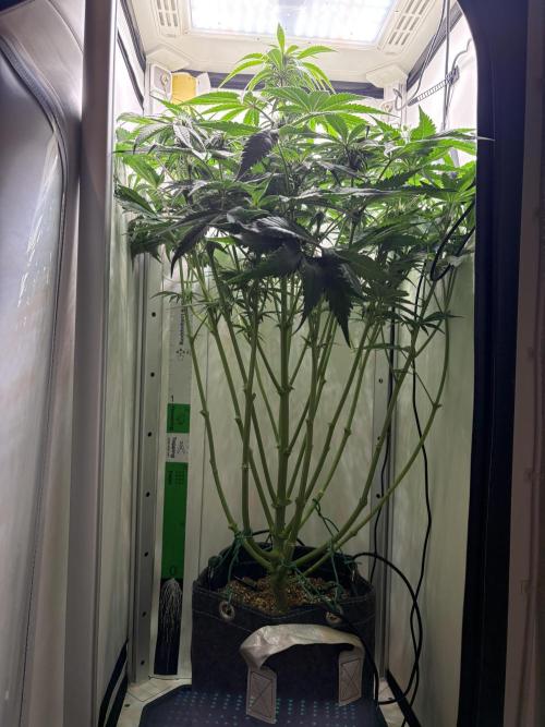 GRAND DADDY PURPLE AUTO. Week 5