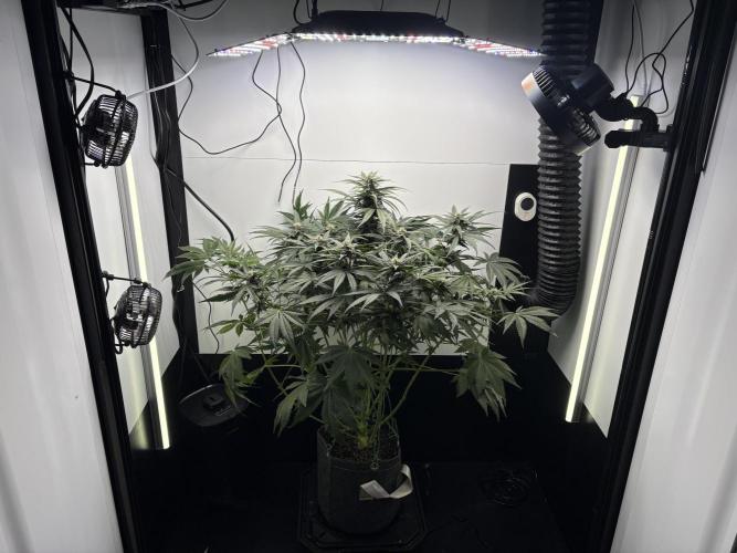 GRAND DADDY PURPLE AUTO. Week 6