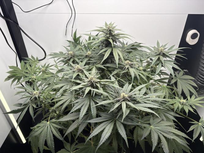 GRAND DADDY PURPLE AUTO. Week 6