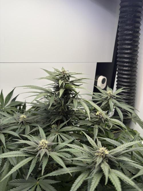 GRAND DADDY PURPLE AUTO. Week 6