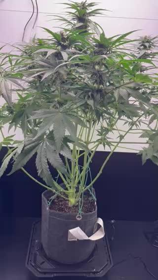 GRAND DADDY PURPLE AUTO