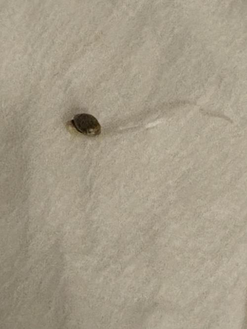 Apple Strudel Auto. Week 0