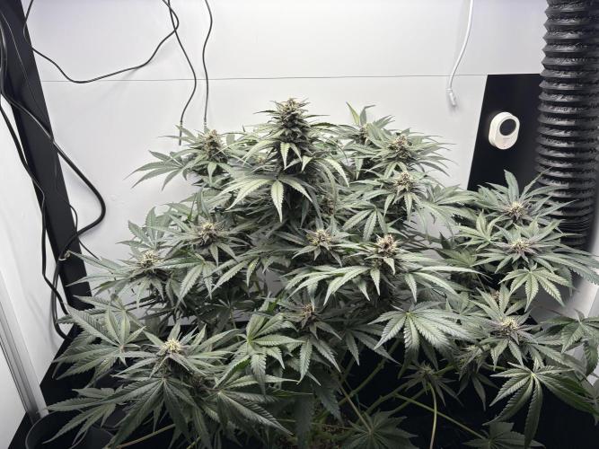 GRAND DADDY PURPLE AUTO. Week 7