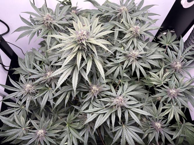 GRAND DADDY PURPLE AUTO. Week 7