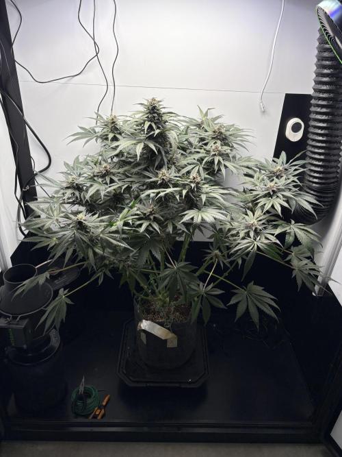 GRAND DADDY PURPLE AUTO. Week 7