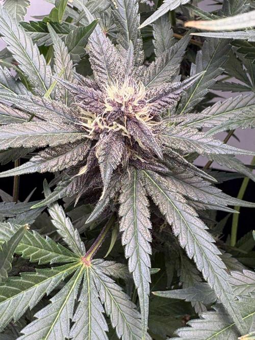 GRAND DADDY PURPLE AUTO. Week 7