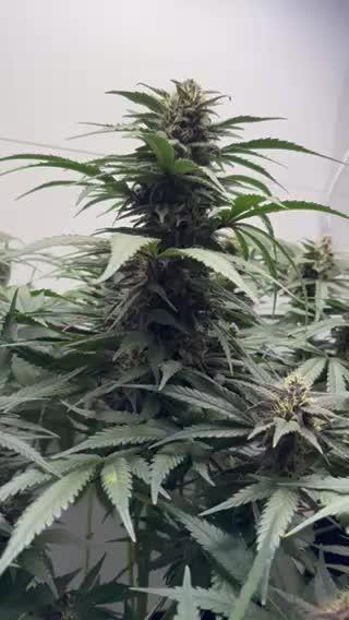 GRAND DADDY PURPLE AUTO