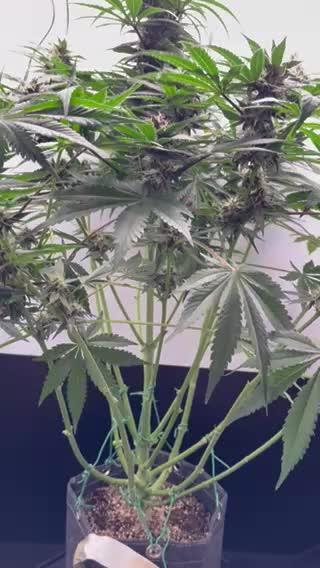 GRAND DADDY PURPLE AUTO