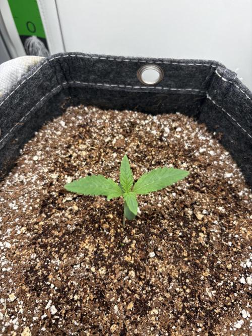 Apple Strudel Auto. Week 0