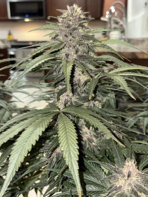 GRAND DADDY PURPLE AUTO. Week 7