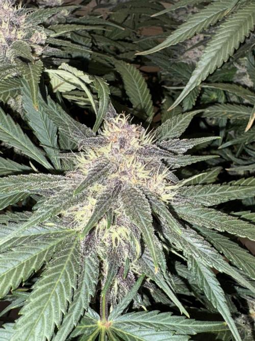 GRAND DADDY PURPLE AUTO. Week 7