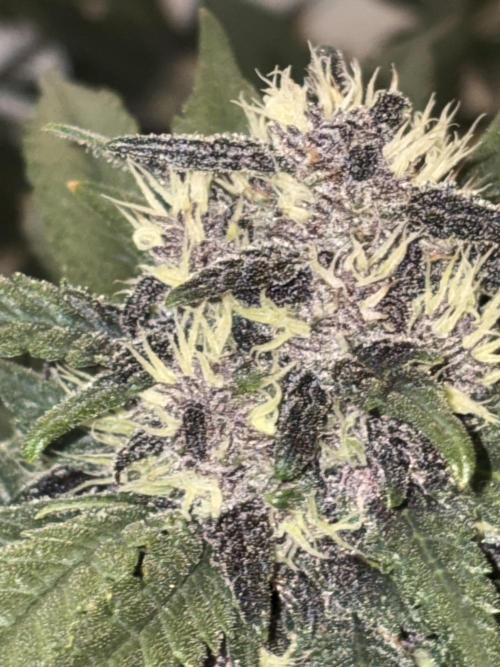 GRAND DADDY PURPLE AUTO. Week 7