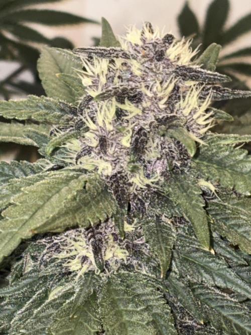 GRAND DADDY PURPLE AUTO. Week 7