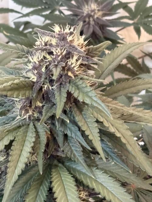 GRAND DADDY PURPLE AUTO. Week 7