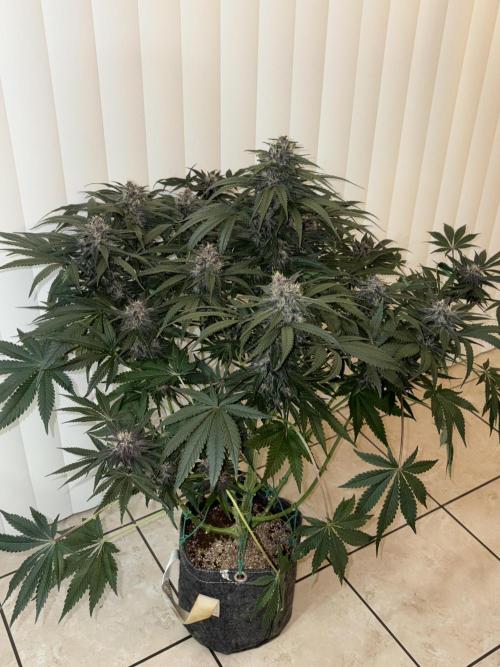 GRAND DADDY PURPLE AUTO. Week 7